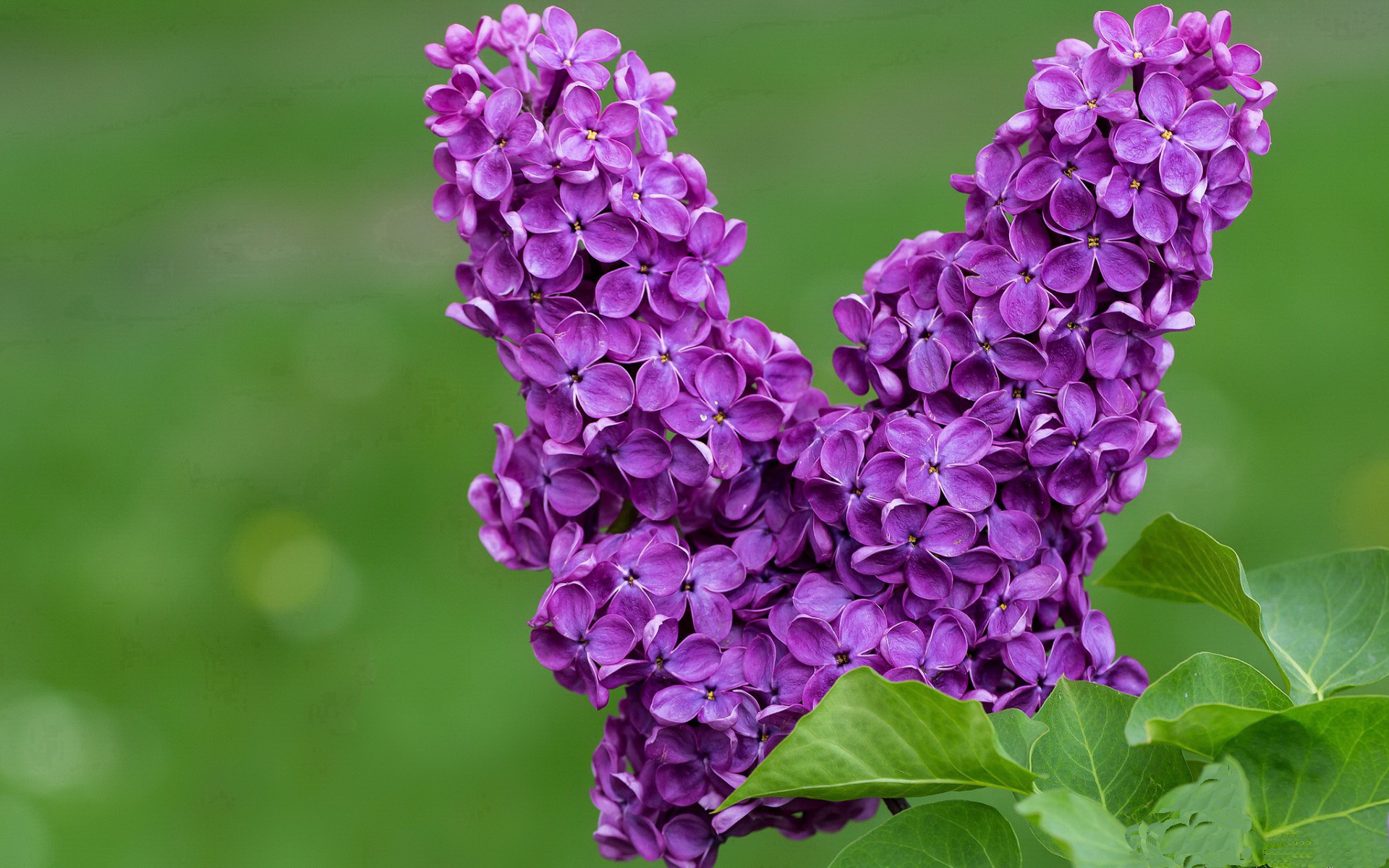 ac米兰-勒沃库森战平比赛，积分暂时稳定，勒沃库森比赛视频聚胜顽球汇