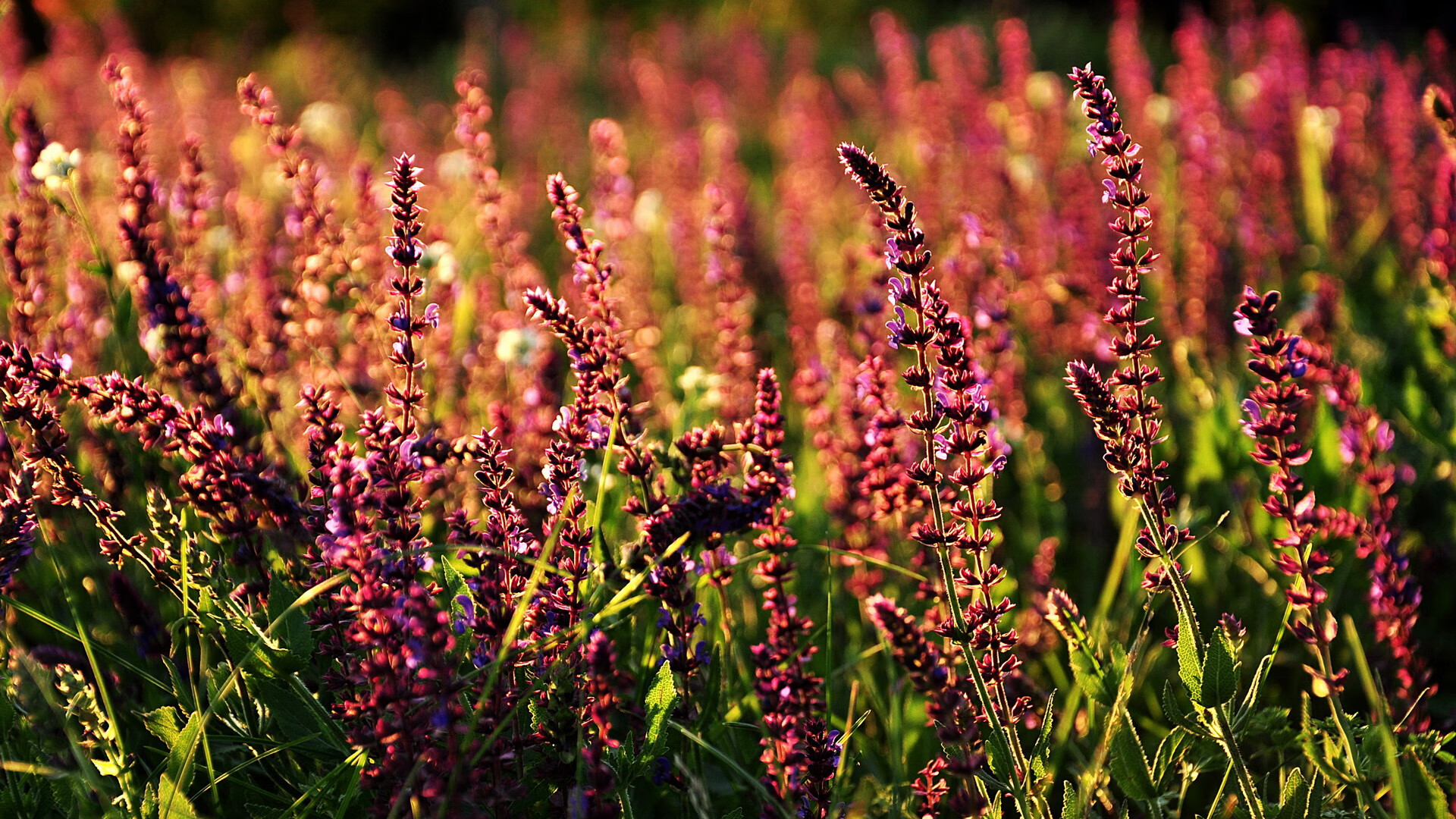 米兰体育app平台-澄清空气，比利时战胜威尔士，赢球实力稳定，比利时和威尔士足球
