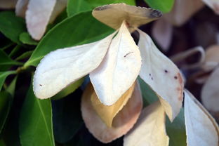 米兰体育官方网址入口-法甲防守阵型转换与对手控球比变化的动态关系研究，法国足球防守型中场