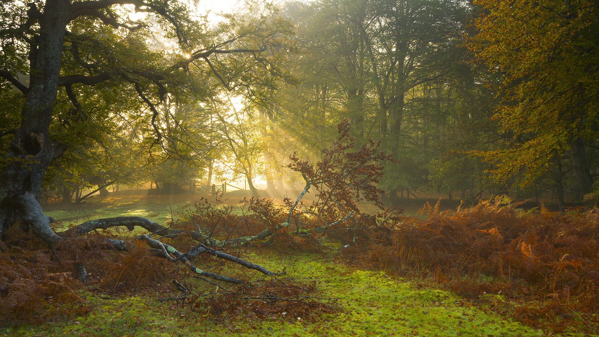 milan.com-奥预赛中国女足惨败 战术复盘成为焦点，中国女足奥预赛战绩