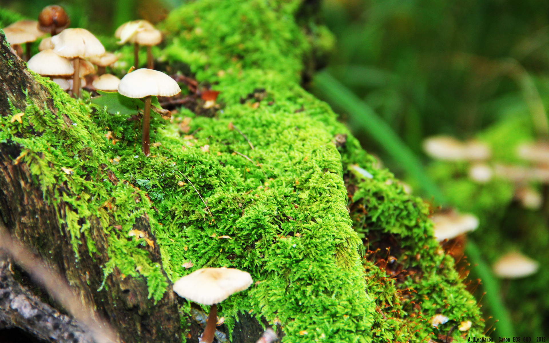 AC Milan Sports-意甲豪门大换血，新援表现引关注，意甲豪门有哪些