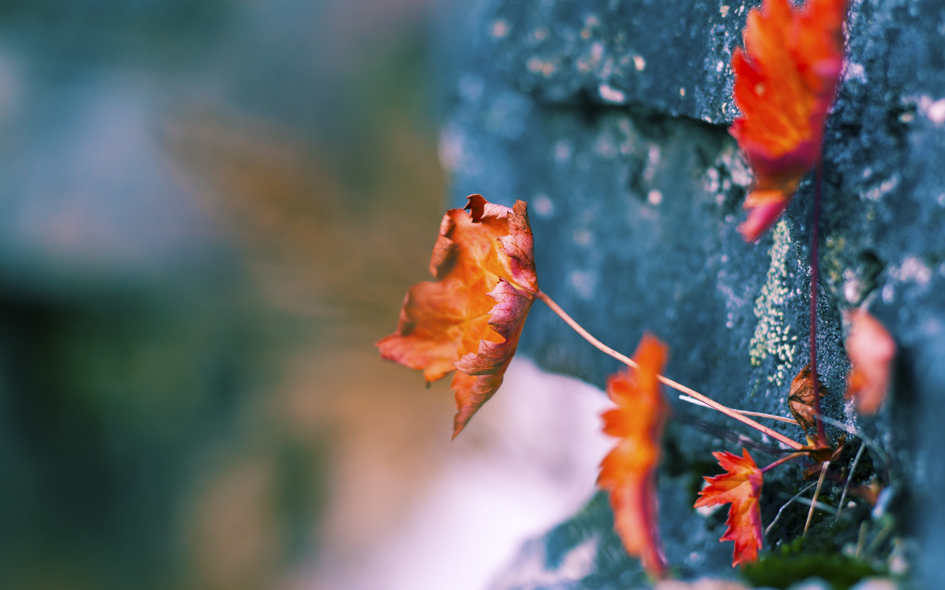 李娜为基层教练员培训班授课，教练李楠简历